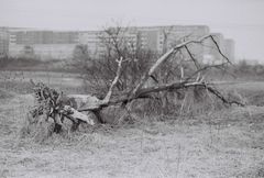 Menschen, Nach dem Sturm.