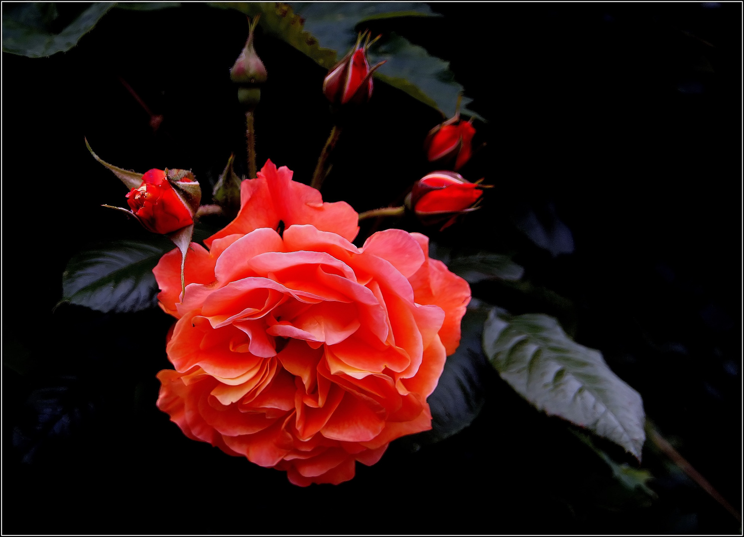 Menschen ohne Macken sind wie Rosen ohne Dornen