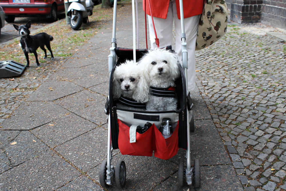 Menschen - und deren Hunde - im Alter