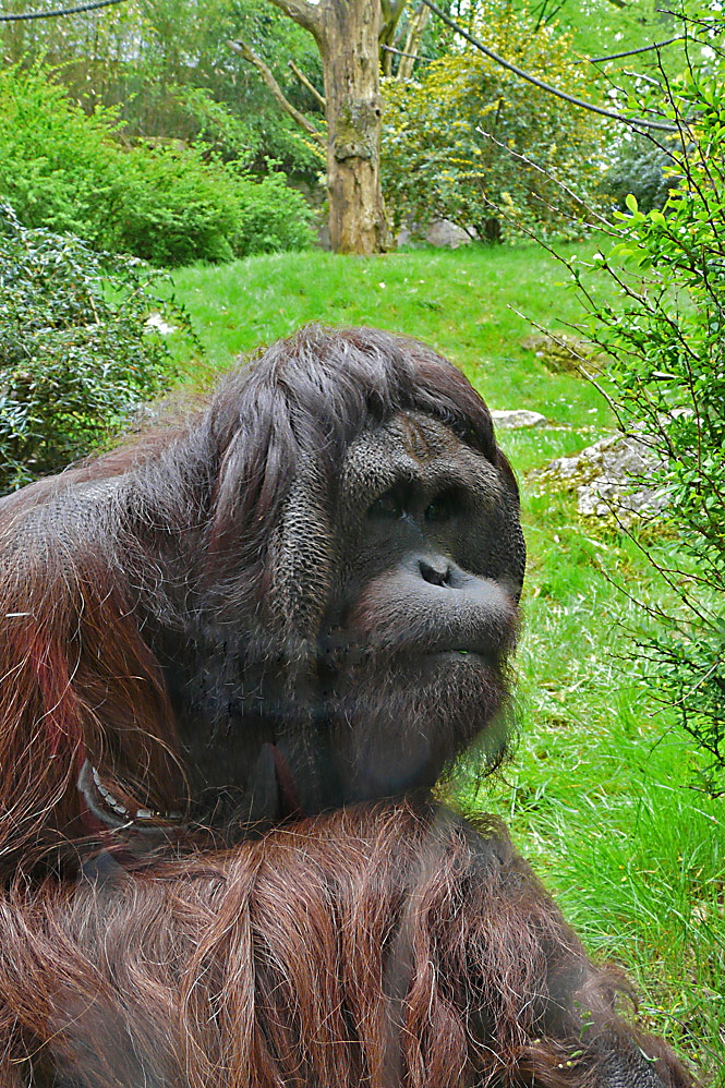 Menschenaffe - Zoo Wuppertal