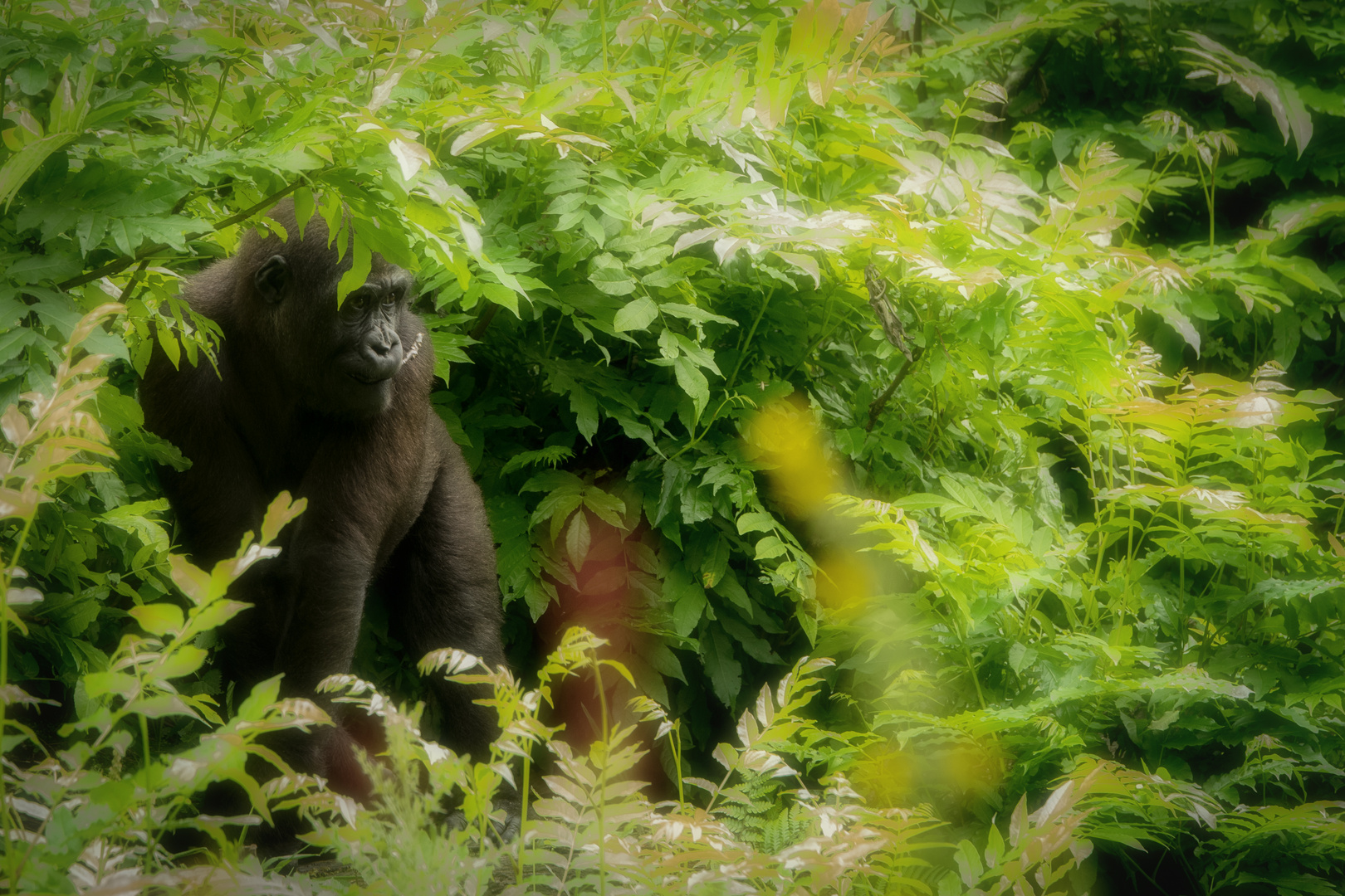 Menschenaffen Flachlandgorilla