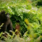 Menschenaffen Flachlandgorilla