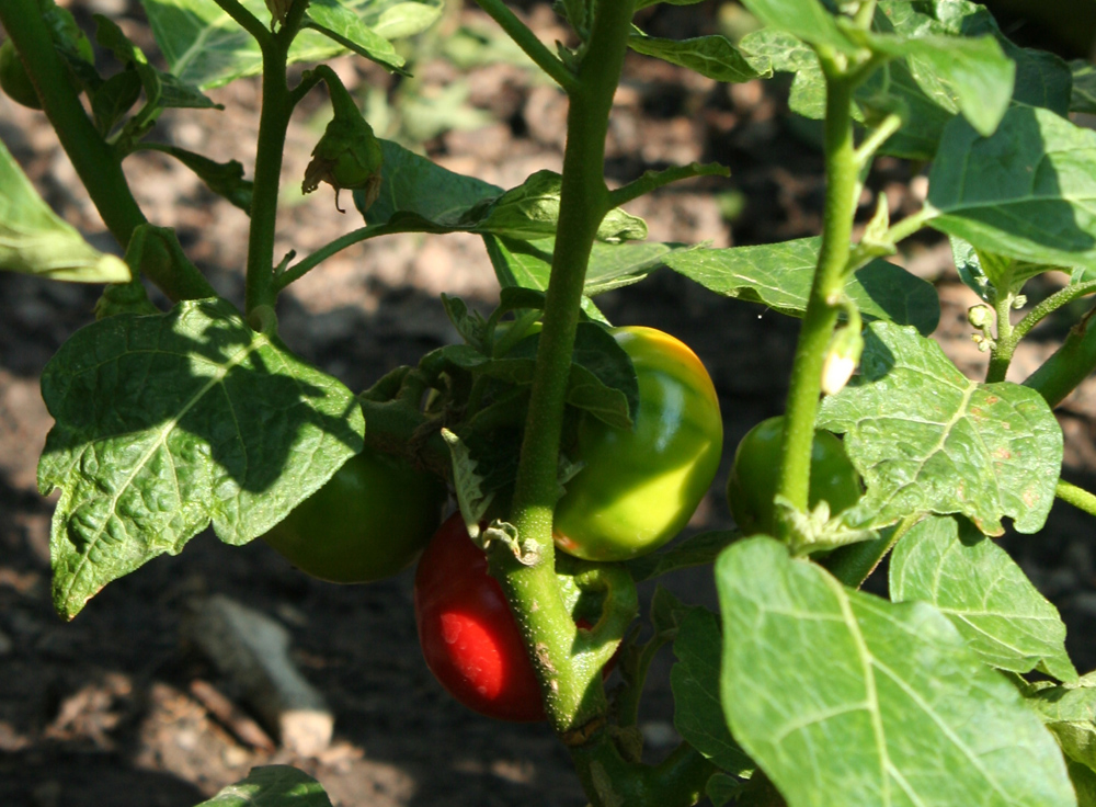 Menschenfressertomaten