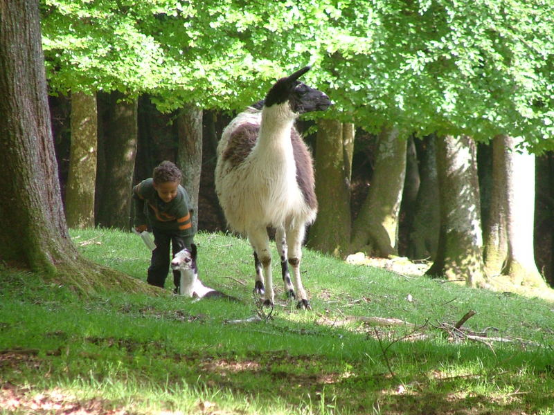 Menschenkinder und Tierkinder