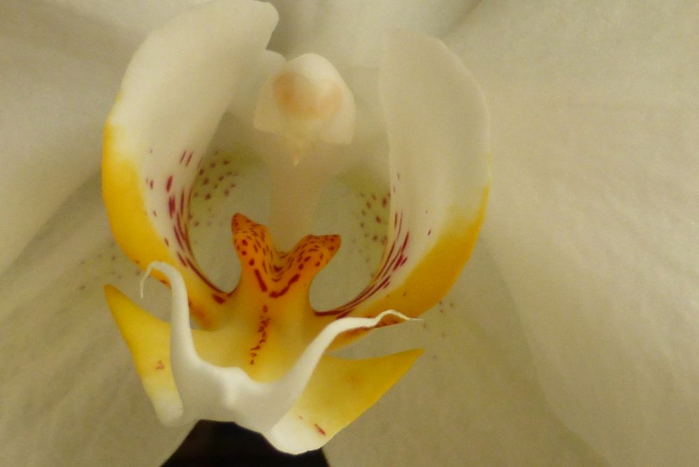 ,Menschen.Orchideenblüte