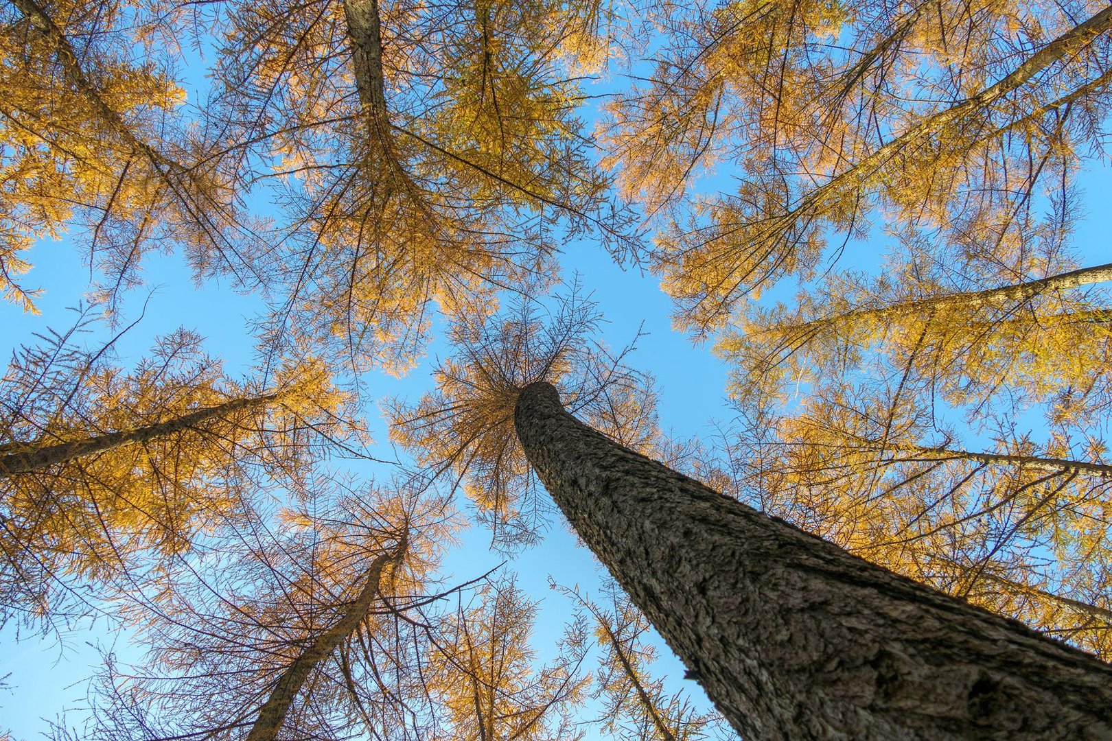 Menschenperspektive im Wald