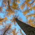 Menschenperspektive im Wald