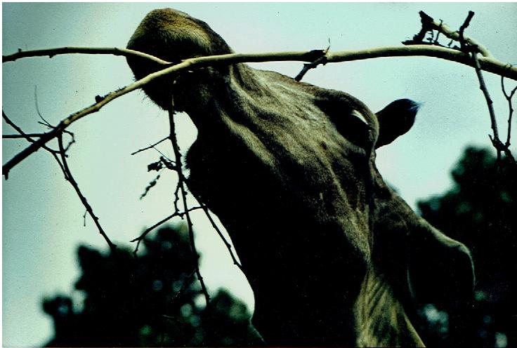 Menschen,Tiere Porträt Giraffe