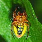 Menschlein in der Hängematte? - Eine Kürbisspinne (Araniella cucurbitina)! *