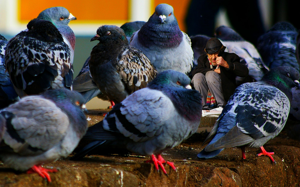 Menschliche Kälte ist tierische Wärme