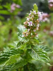 Menta in fiore