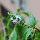 Menta (Mentha piperita)