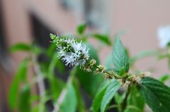 Menta (Mentha piperita)