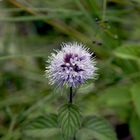 Mentha acquatica