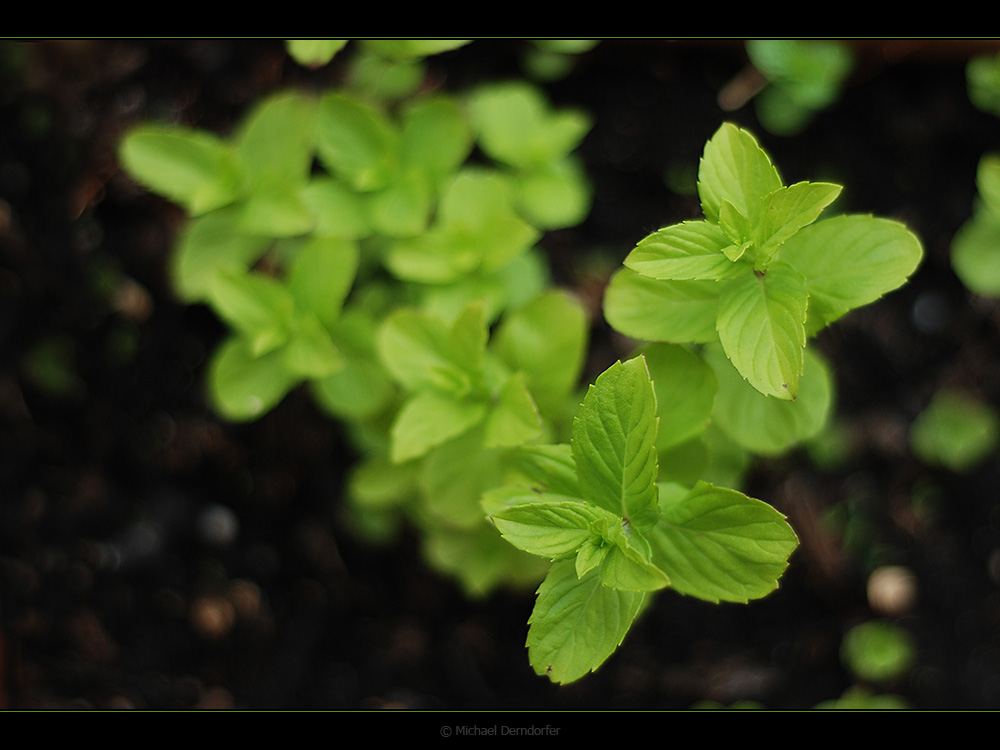 Mentha piperita