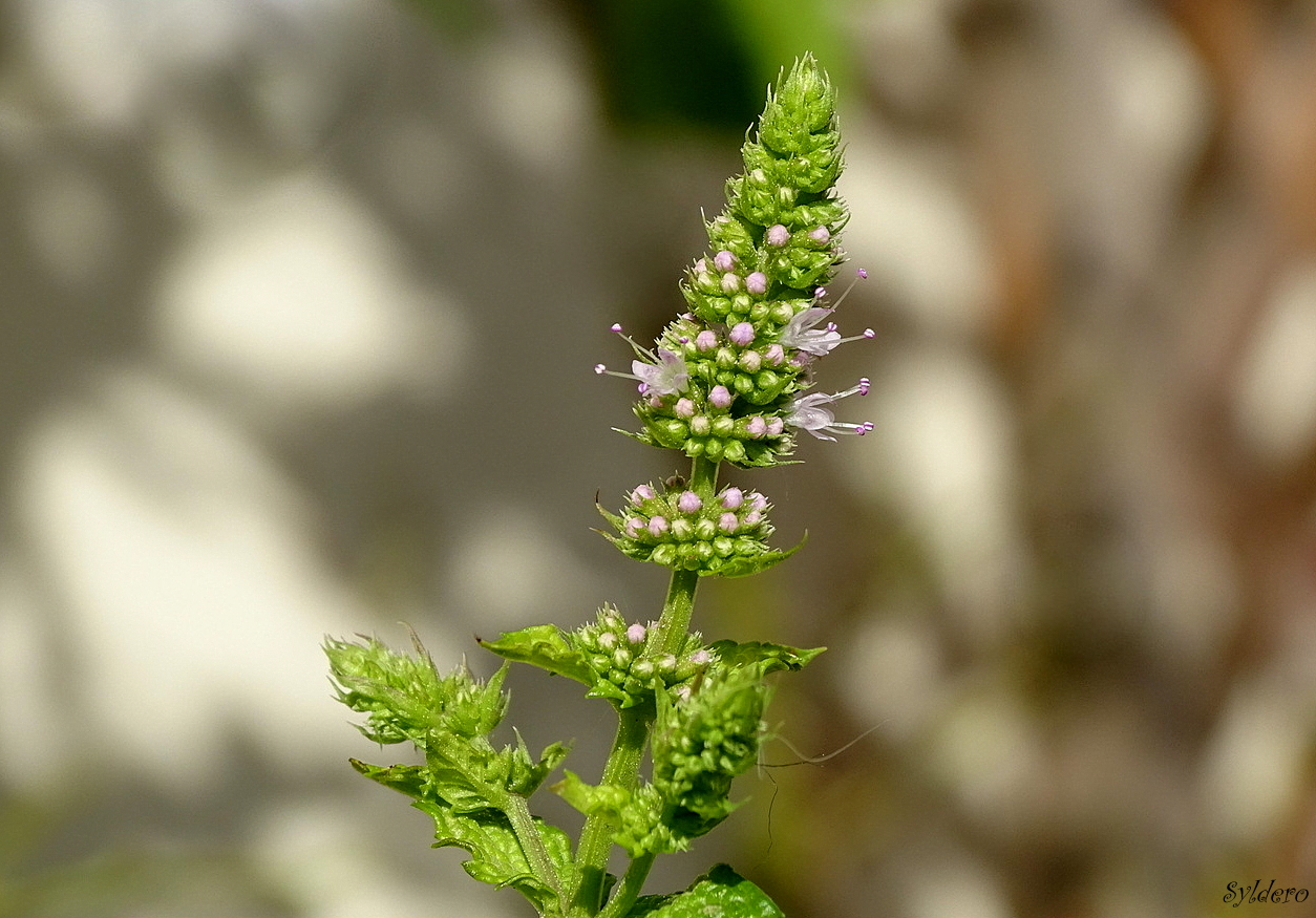 Menthe fleurie