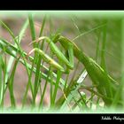 Menthe religieuse 1