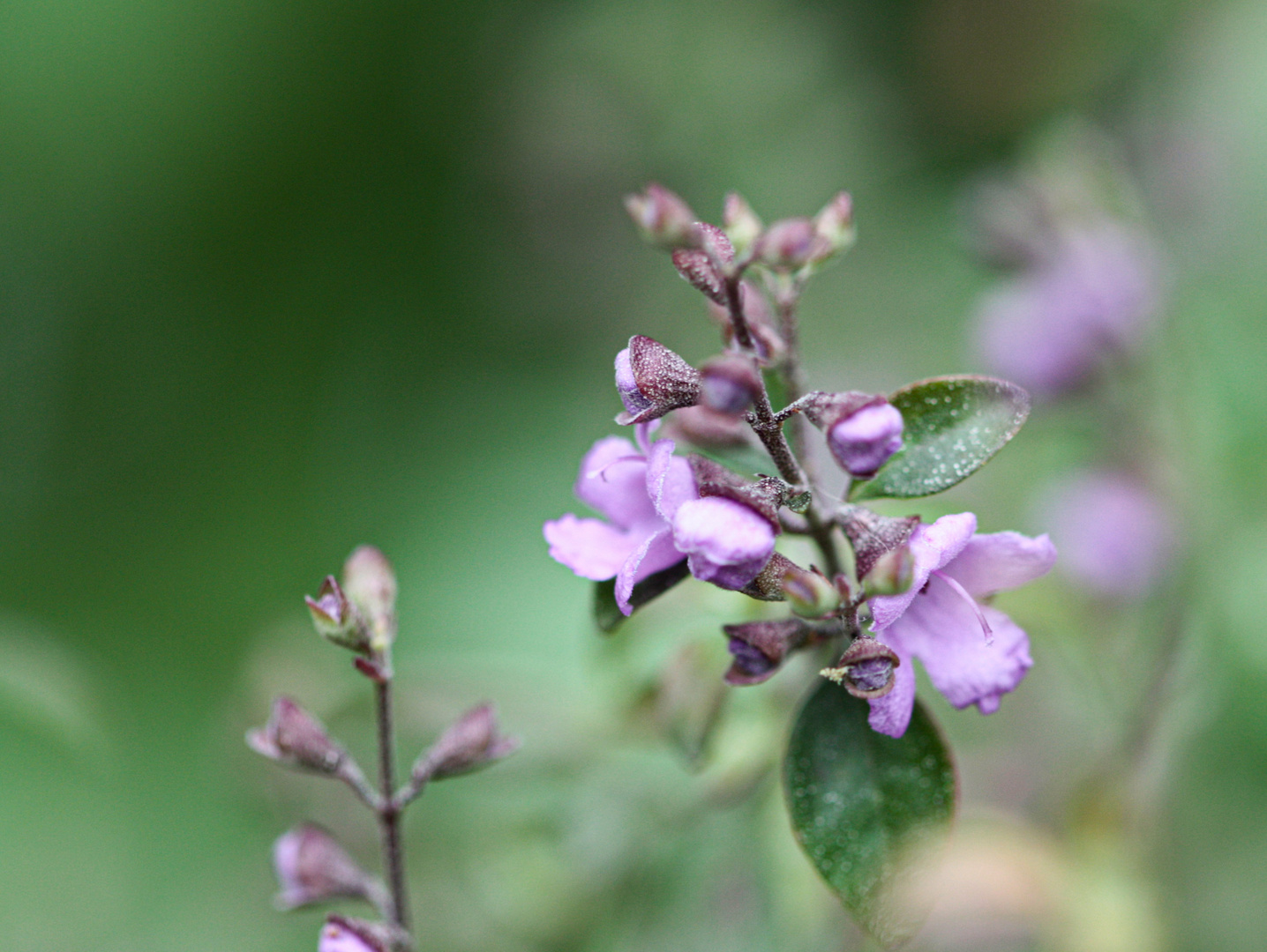 Mentholblüten