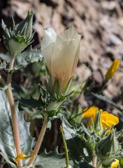 Mentzelia involucrata