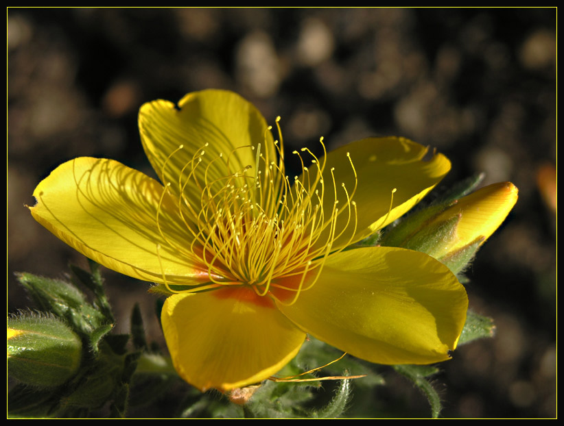 Mentzelia lindleyana I...