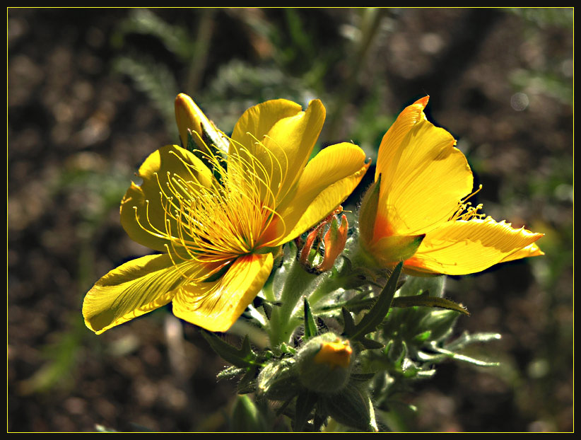 Mentzelia lindleyana II...