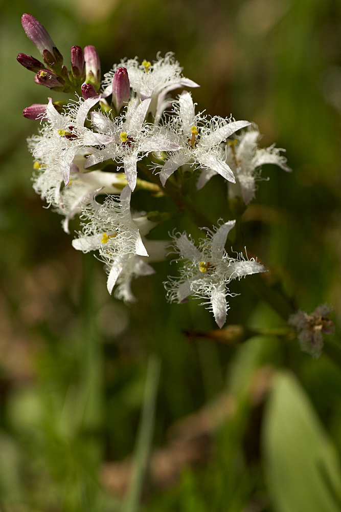 Menyanthes