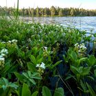 Menyanthes trifoliata