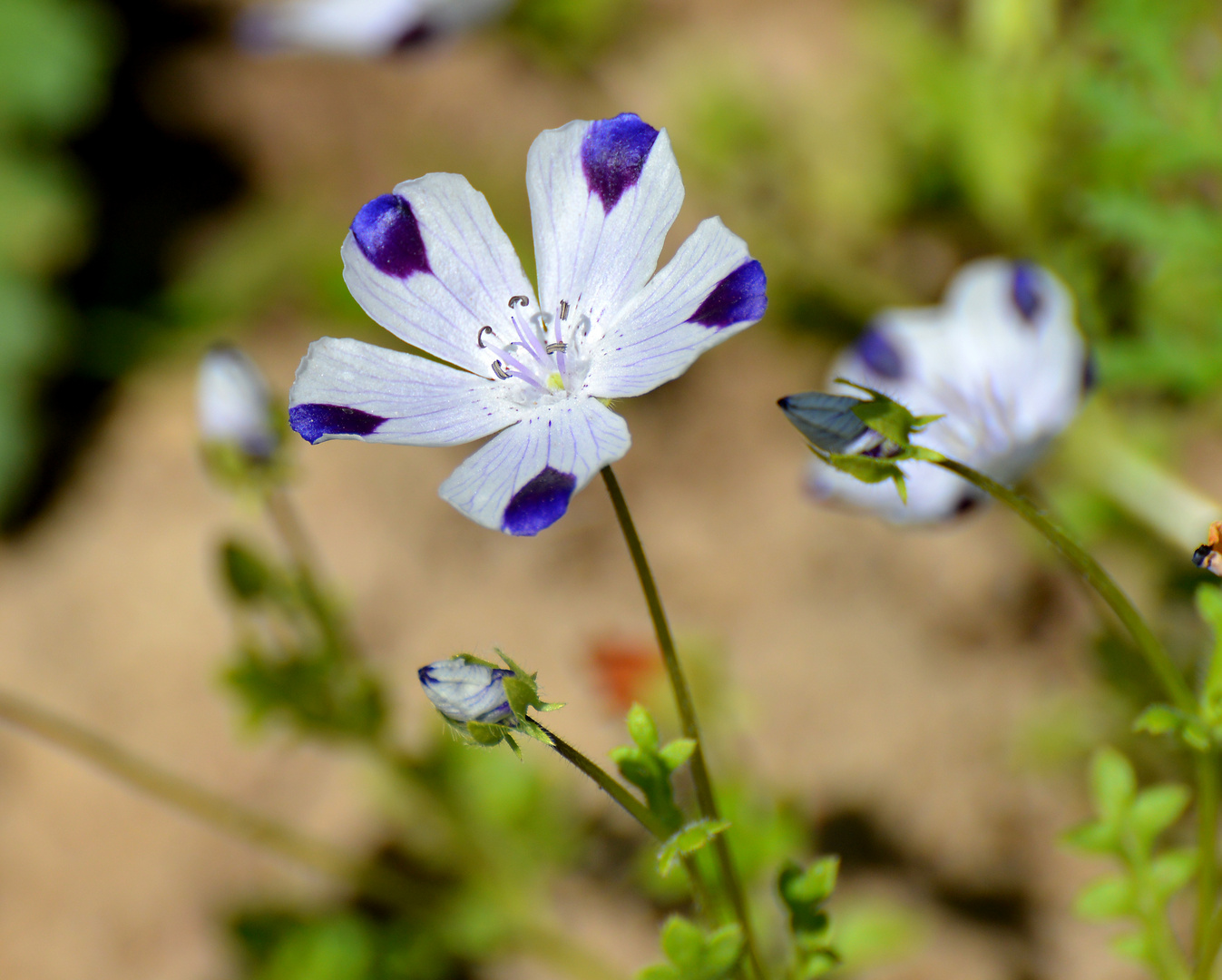 menzies hainblume