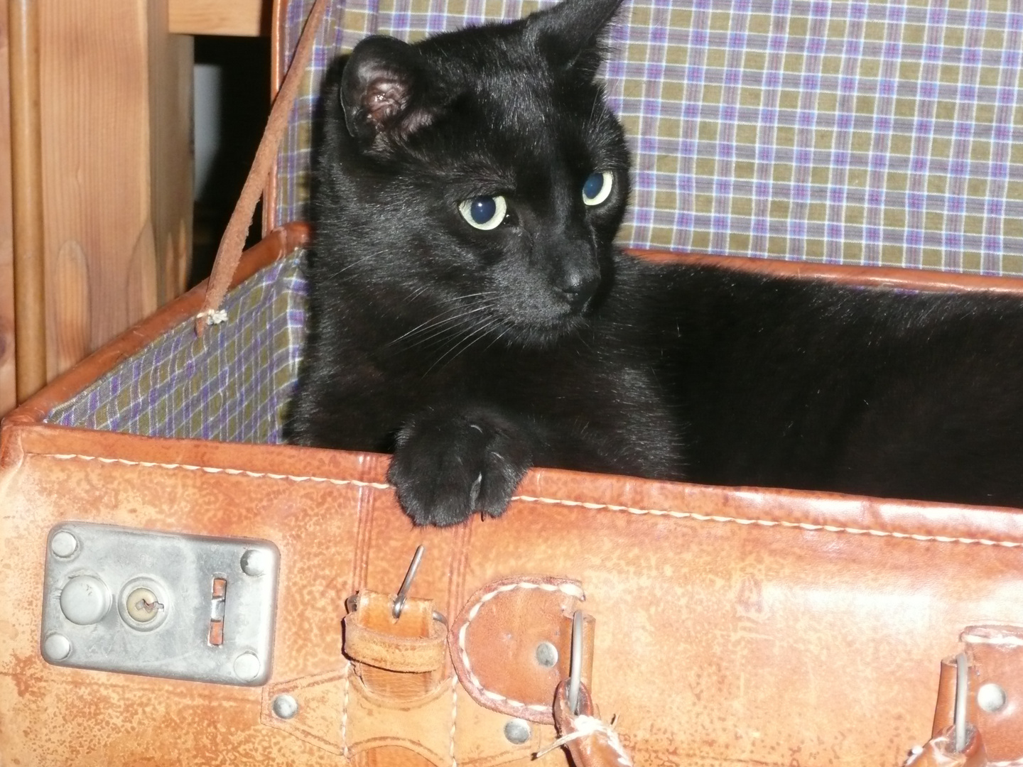 Mephisto beim Kofferpacken