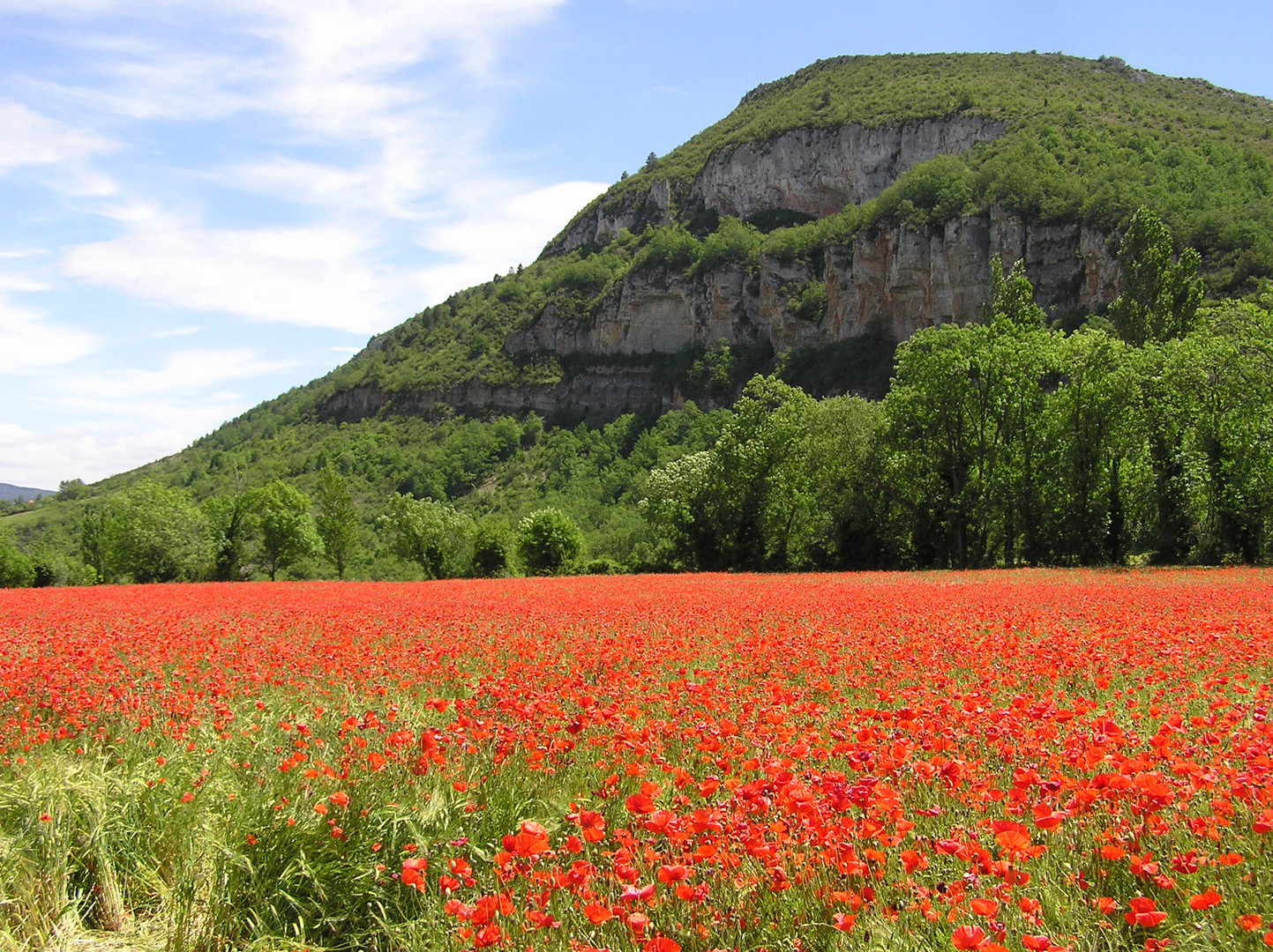 Mer de coquelicots