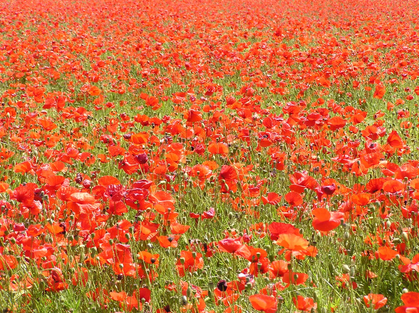 Mer de coquelicots (suite)