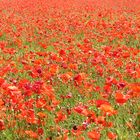 Mer de coquelicots (suite)