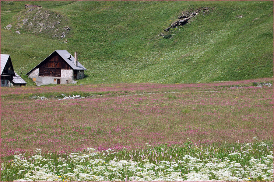 Mer de fleurs