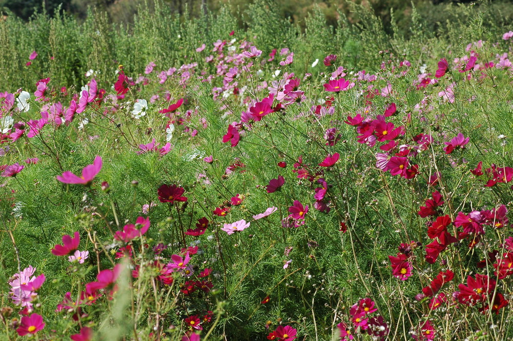 Mer de fleurs sauvages