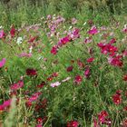 Mer de fleurs sauvages