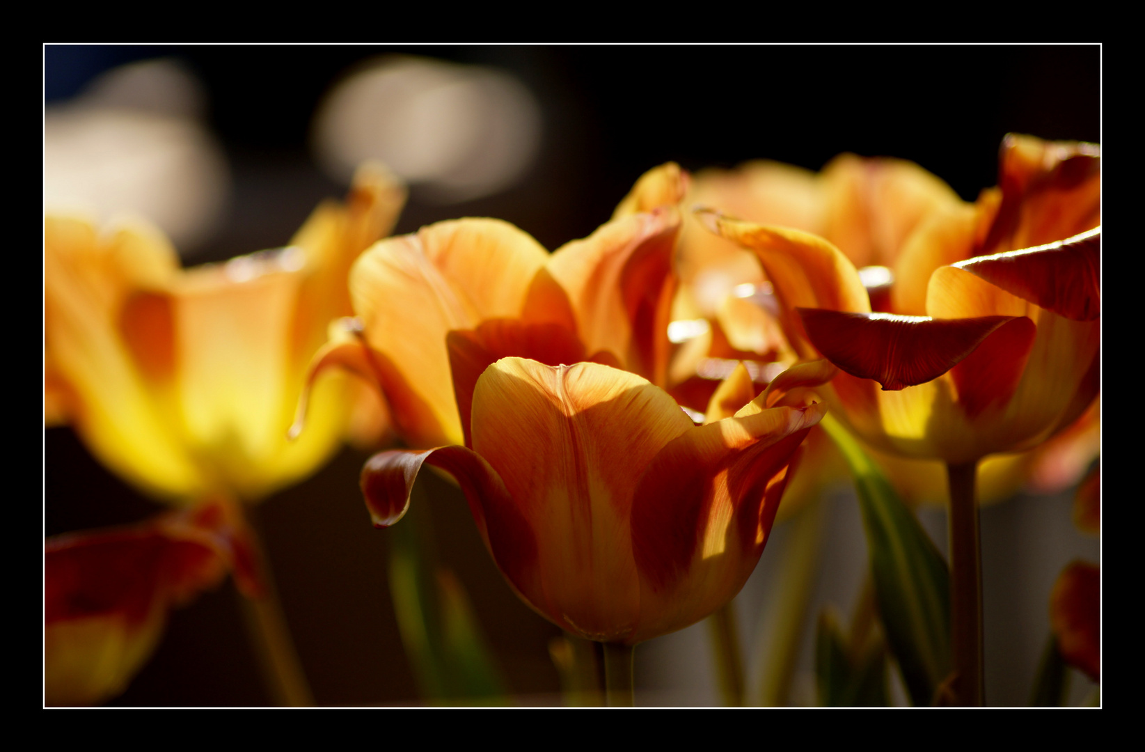 . mer de tulipes .