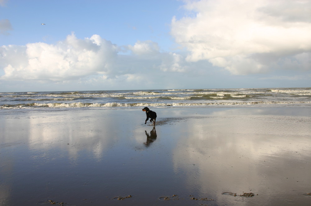 mer du nord et dagobert