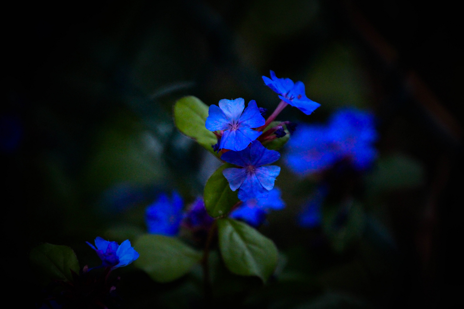 Meran 2016-138 Kleine Blüten