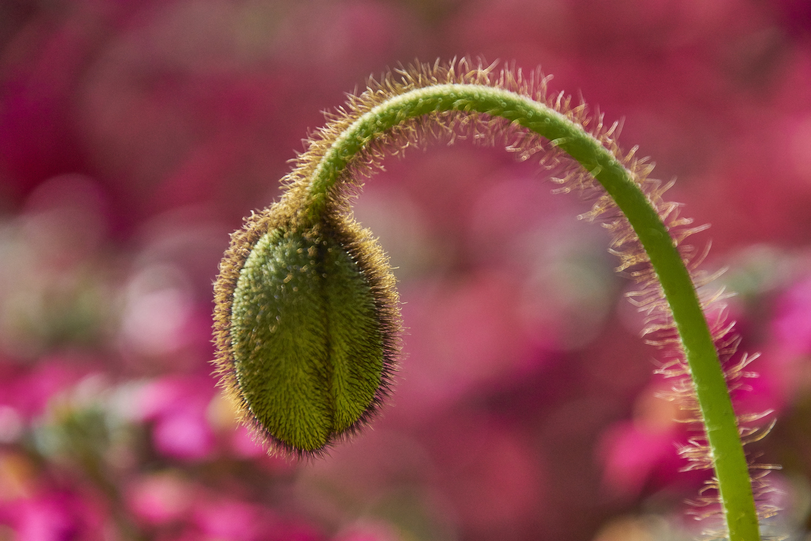 Meran 2019 Mohn1