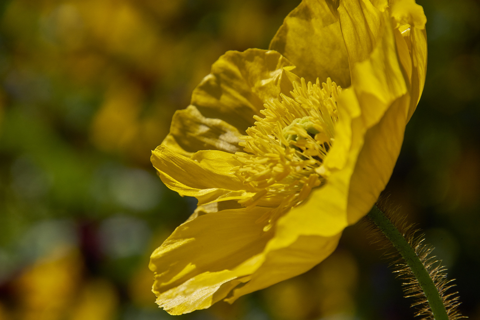 Meran 2019 Mohn2