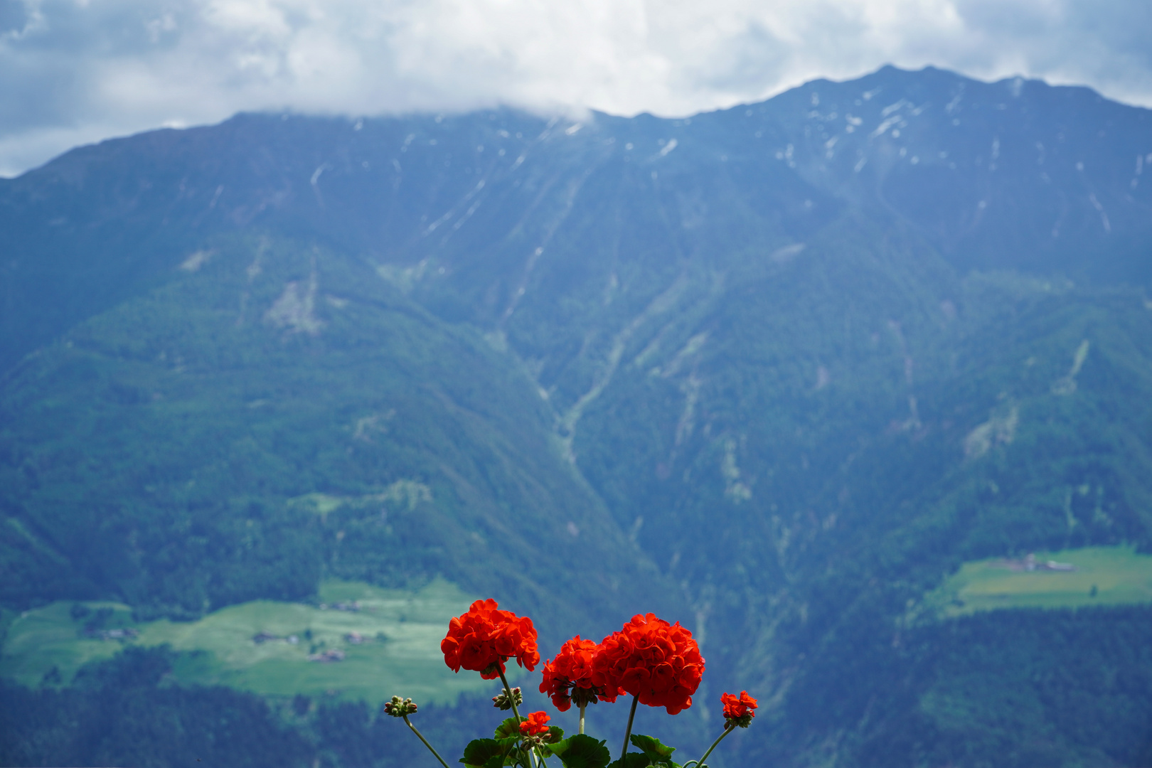 Meran - Blumen winken ins Tal