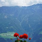 Meran - Blumen winken ins Tal