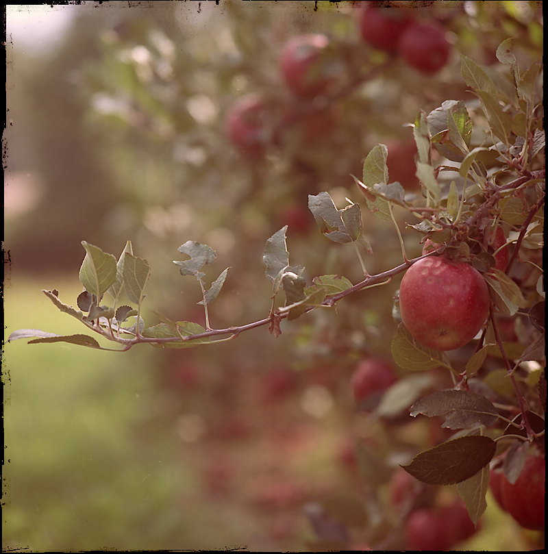 Meraner Herbst