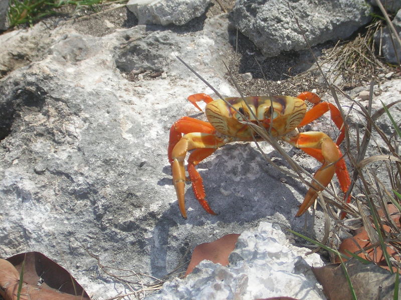 Meraviglia della natura ...