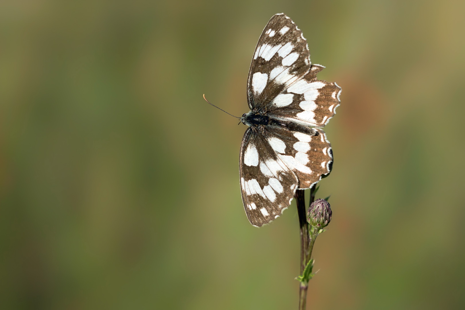 Meravigliosa creatura