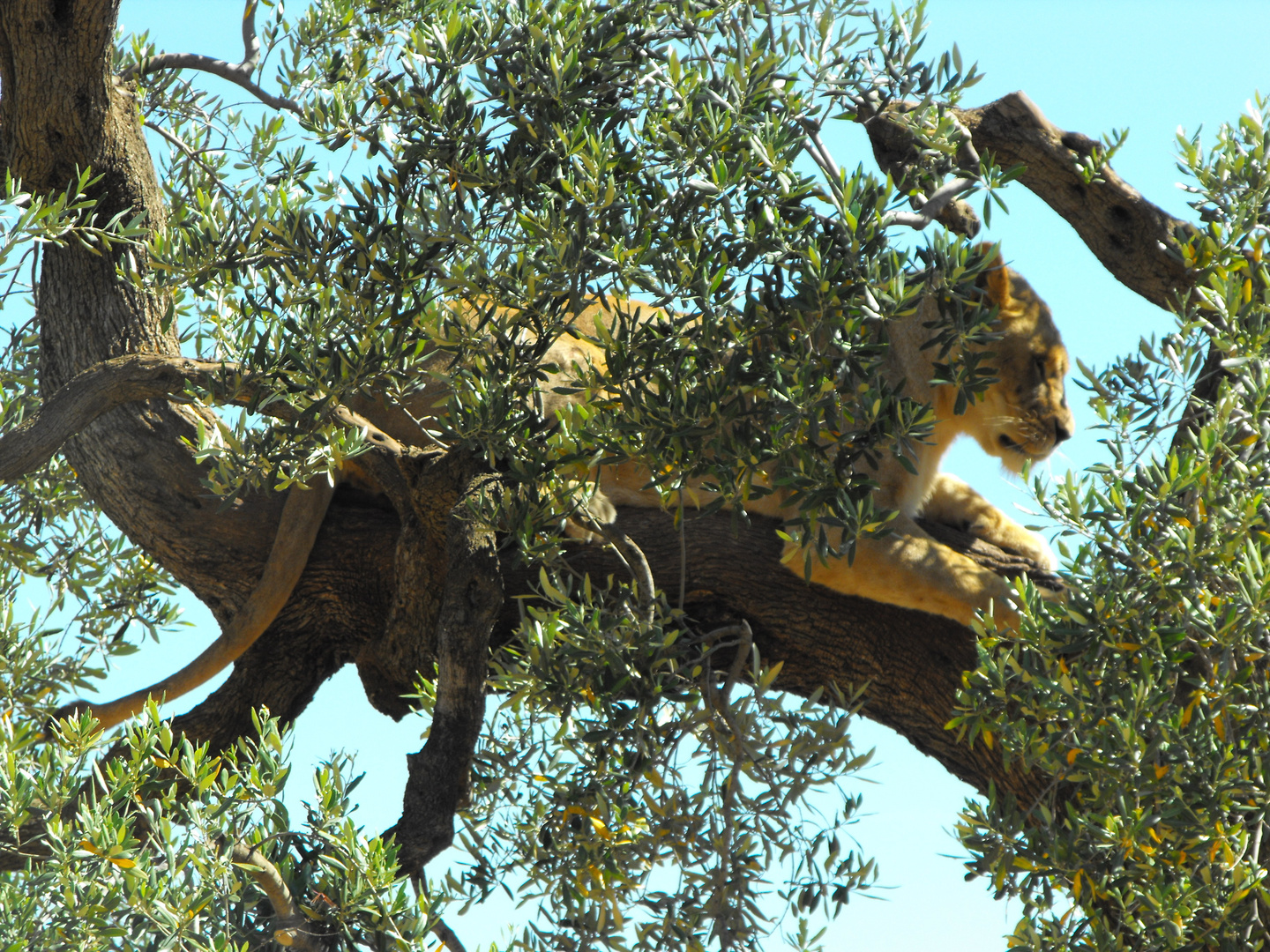 Meravigliosa Natura Foto Immagini Animali Zoo E Allevamenti Natura Foto Su Fotocommunity