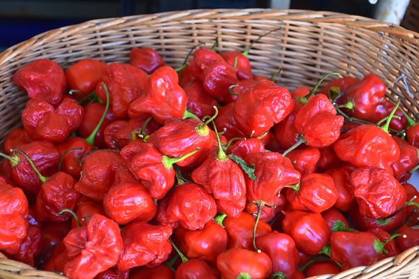 Mercado dos Lavradores