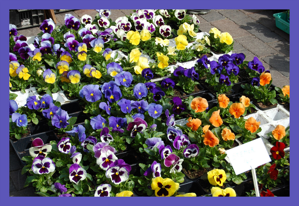 mercato dei fiori