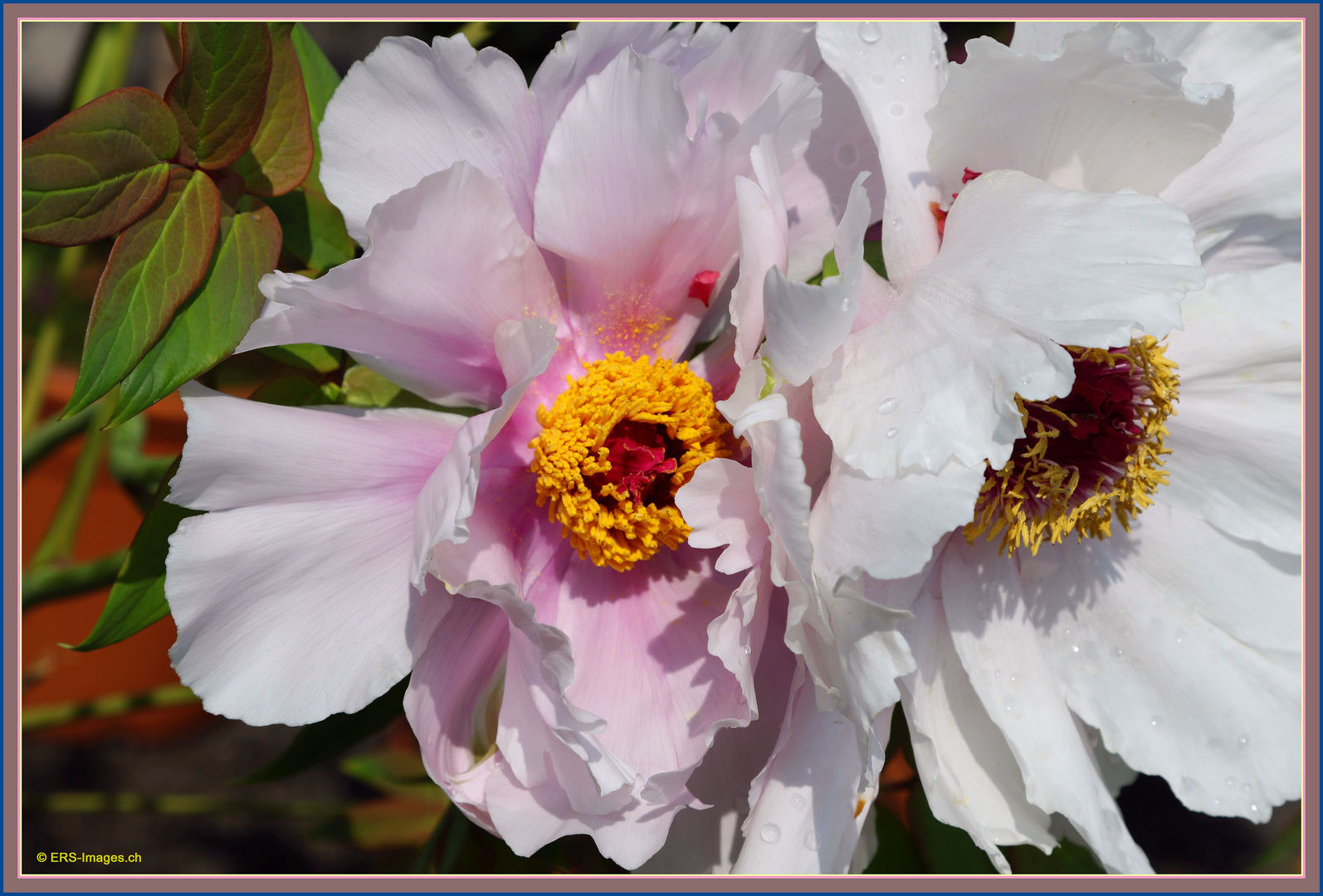 Mercato di Abano_Paeonia suffruticosa 2017-04-05 Strauch Pfingstrose Pivoine