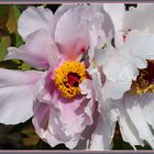 Mercato di Abano_Paeonia suffruticosa 2017-04-05 Strauch Pfingstrose Pivoine